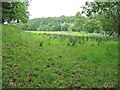 Grazing land near Brydekirk