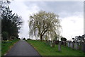 Willow, Tonbridge Cemetery