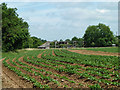 Potato field and a skeleton