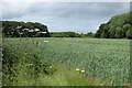 Wheat crop near Mantledam Bridge