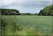 SE7966 : Wheat crop near Mantledam Bridge by Pauline E