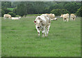 Bullocks near East Farm