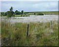 Bog cotton on Cowell Flat