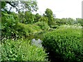 Side channel of the river Nene seen from the bridge