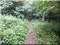 Woodland at Clapper Cross