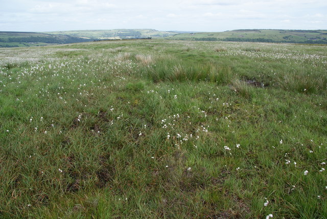 A soggy patch on Erringden Moor