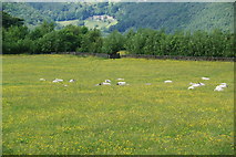 SD9826 : Sheep in a field of buttercups by Bill Boaden