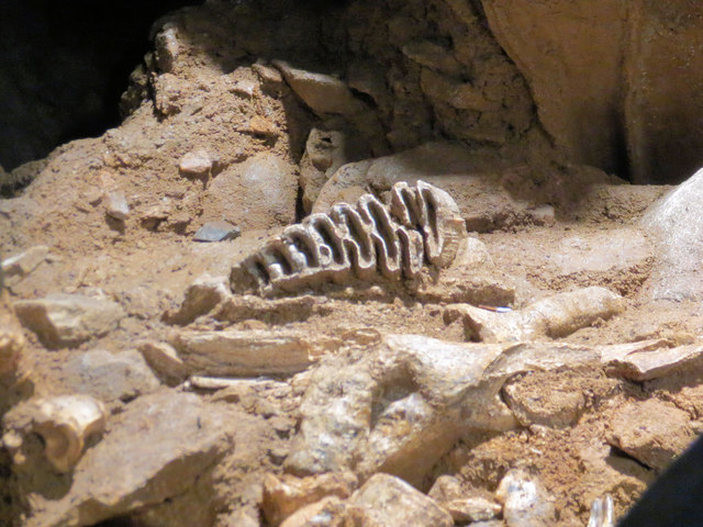 An Elephant Tooth in Joint Mitnor Cave