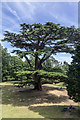 Cedar of Lebanon, Forty Hall, Enfield