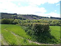 Along a hedge to the Wye, Boughrood