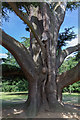 Cedar of Lebanon, Forty Hall, Enfield