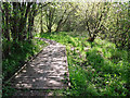 Boardwalk on path to Kingstown Pond