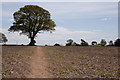 Tree in field north of Hinton Manor