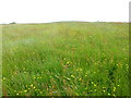 Meadow east of Greave Clough