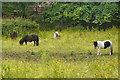 Ponies grazing