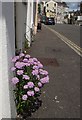 Candytuft, Rock Road, Torquay