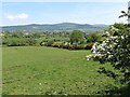 Grazing land with Hawthorn and Whin hedges