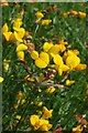 Birdsfoot Trefoil