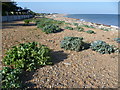 TQ8813 : Sea kale on the beach at Cliff End by Marathon