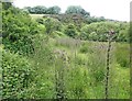 Field of thistles, Cuckold