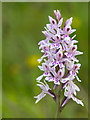 Common Spotted Orchid