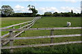 Paddock by the North Bucks Way