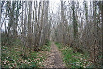 TR1157 : Bridleway, Bigbury Wood by N Chadwick