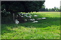 Shaded sheltering sheep by the Cross Bucks Way