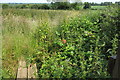 Footpath towards Windmill Hill Farm