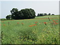 Field with poppies near Welshampton