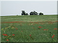 Near Welshampton, a field with poppies