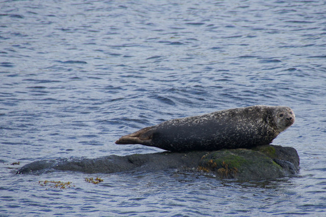 Common Seal (Phoca vitulina), Snarra Voe