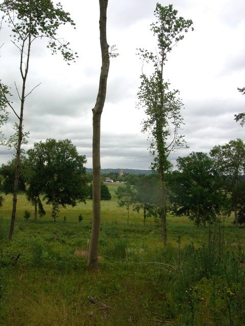 Tiddesley Wood, cleared plot with standards