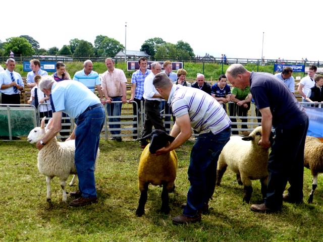 Sheep, Omagh Agricultural Show © Kenneth Allen cc-by-sa/2.0 :: Geograph ...