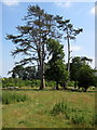 Tall shade in the pasture