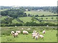 ST0128 : Grazing sheep, near Lotley Farm by Roger Cornfoot