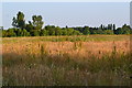 Overgrown field near Prews Farm