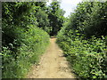 Track in Slindon Wood