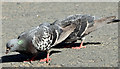 J3675 : Feral pigeons, Victoria Park, Belfast by Albert Bridge