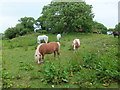 SS4892 : Ponies grazing near Leason Wood by John Haynes