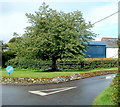 Tree bench, Llangors