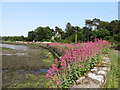 Valerian in bloom on the Black Causeway