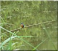 TF7602 : A Kingfisher at Gooderstone Water Gardens by Anthony Parkes
