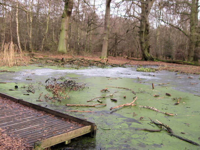 Clickmere Pond, Ashridge, covered with ice (early February 2010)