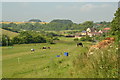 Horses grazing, Newboundmill Farm