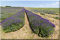 TL1932 : Lavender Fields, Cadwell Farm, Hitchin Lavender, Hertfordshire by Christine Matthews