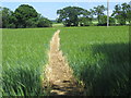 Pathway through crops