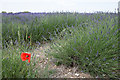 Poppy amongst the Lavender, Cadwell Farm, Hitchin Lavender, Hertfordshire