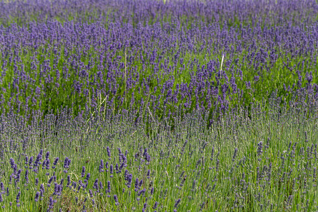 Lavender, Cadwell Farm, Hitchin... © Christine Matthews :: Geograph ...