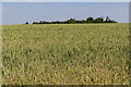 Wheat Field, Cadwell Farm, Hitchin Lavender, Hertfordshire